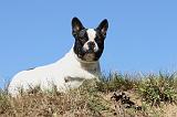 BOULEDOGUE FRANCAIS 523